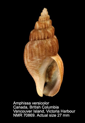 Amphissa versicolor (4).jpg - Amphissa versicolor Dall,1871